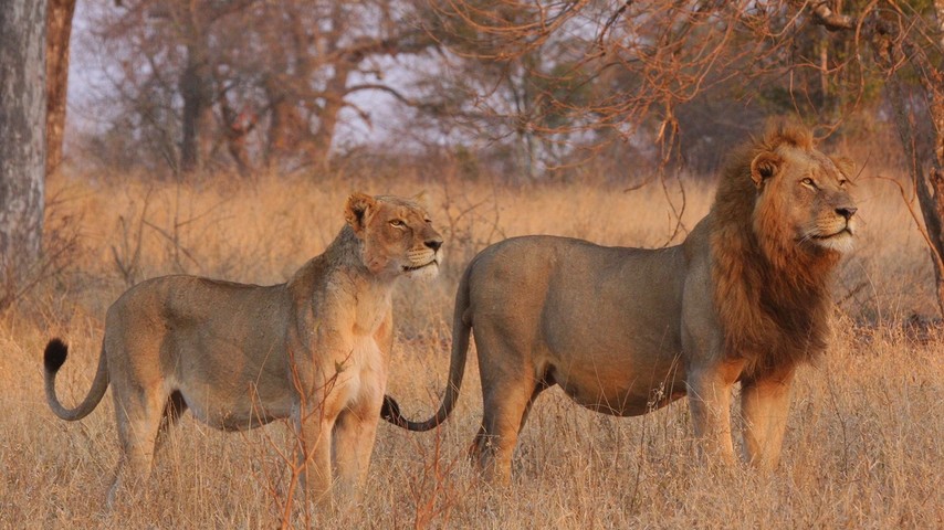 Why Live Animal Cams Are Changing Conservation Forever