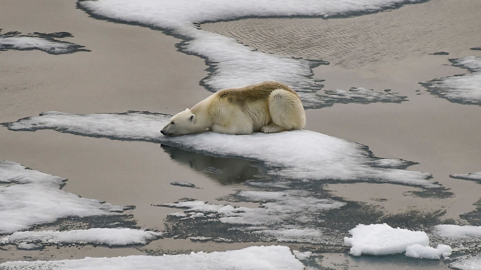 How Climate Change Impacts Arctic Wildlife: A Region in Crisis