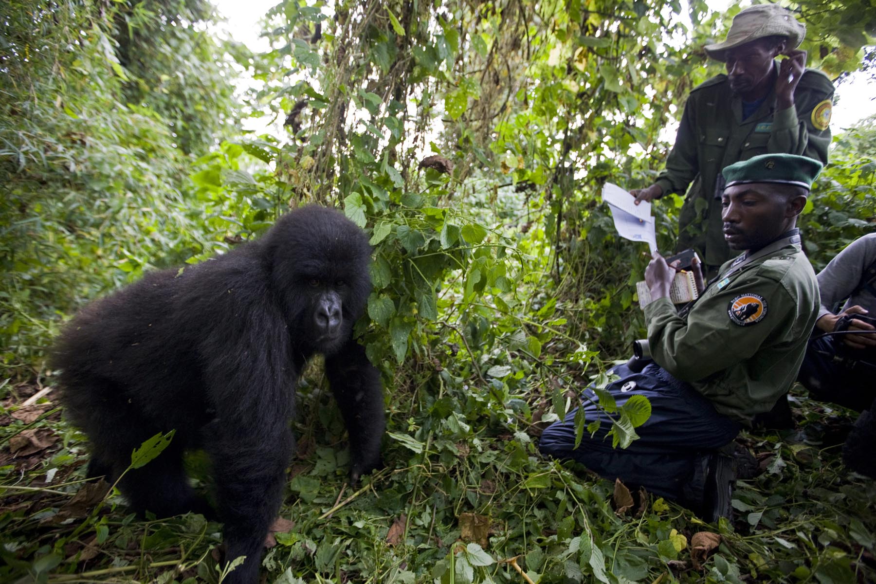 Stories of Survival: Animals Beating the Odds