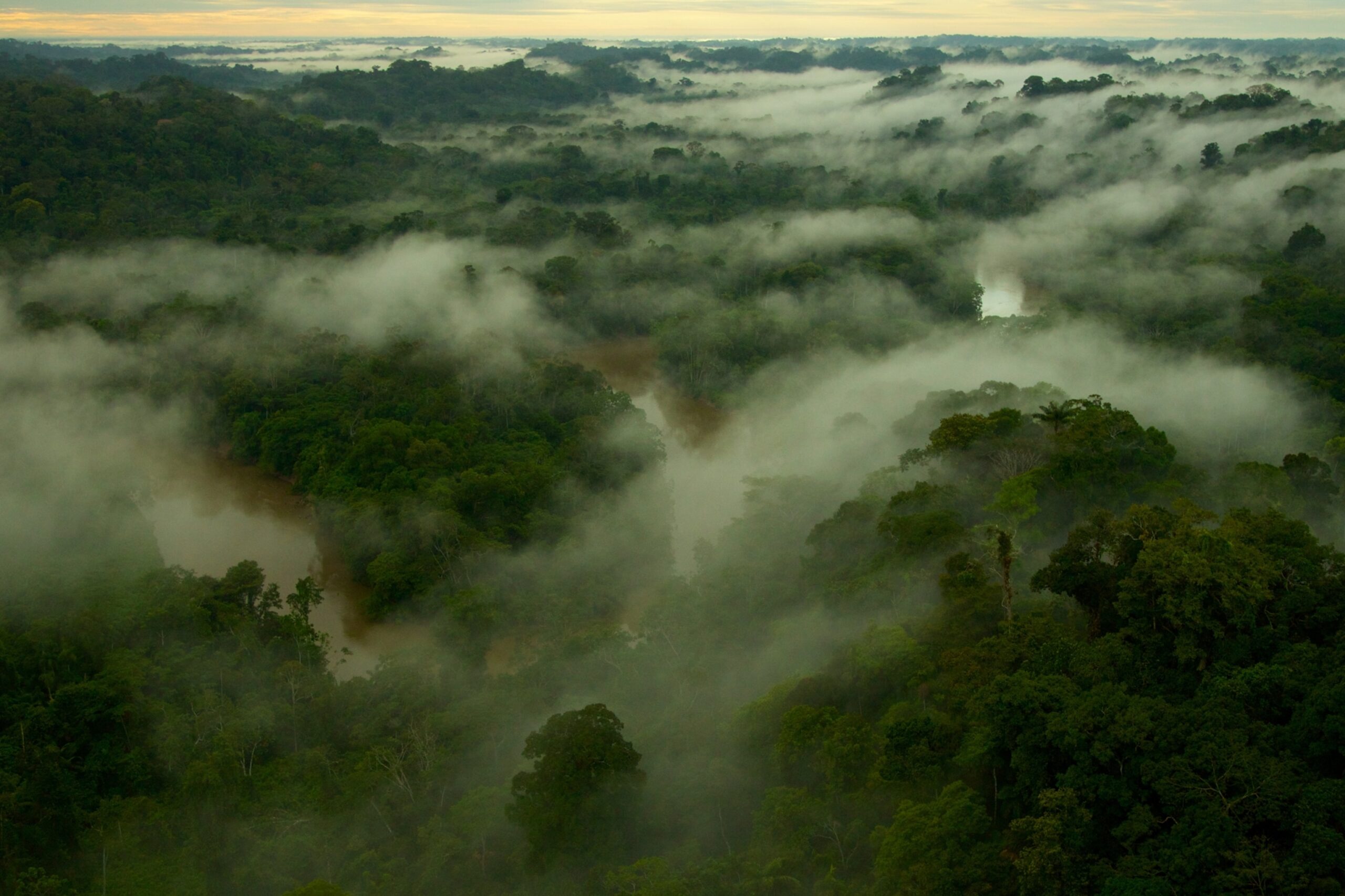 The Role of Rainforests in Earth’s Biodiversity
