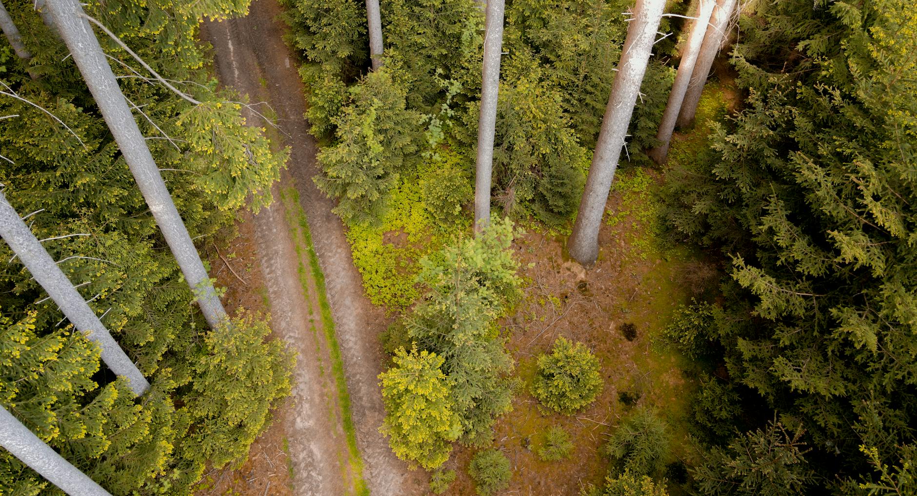 Analytics for Conservation Blogs: Tracking Your Impact and Growth