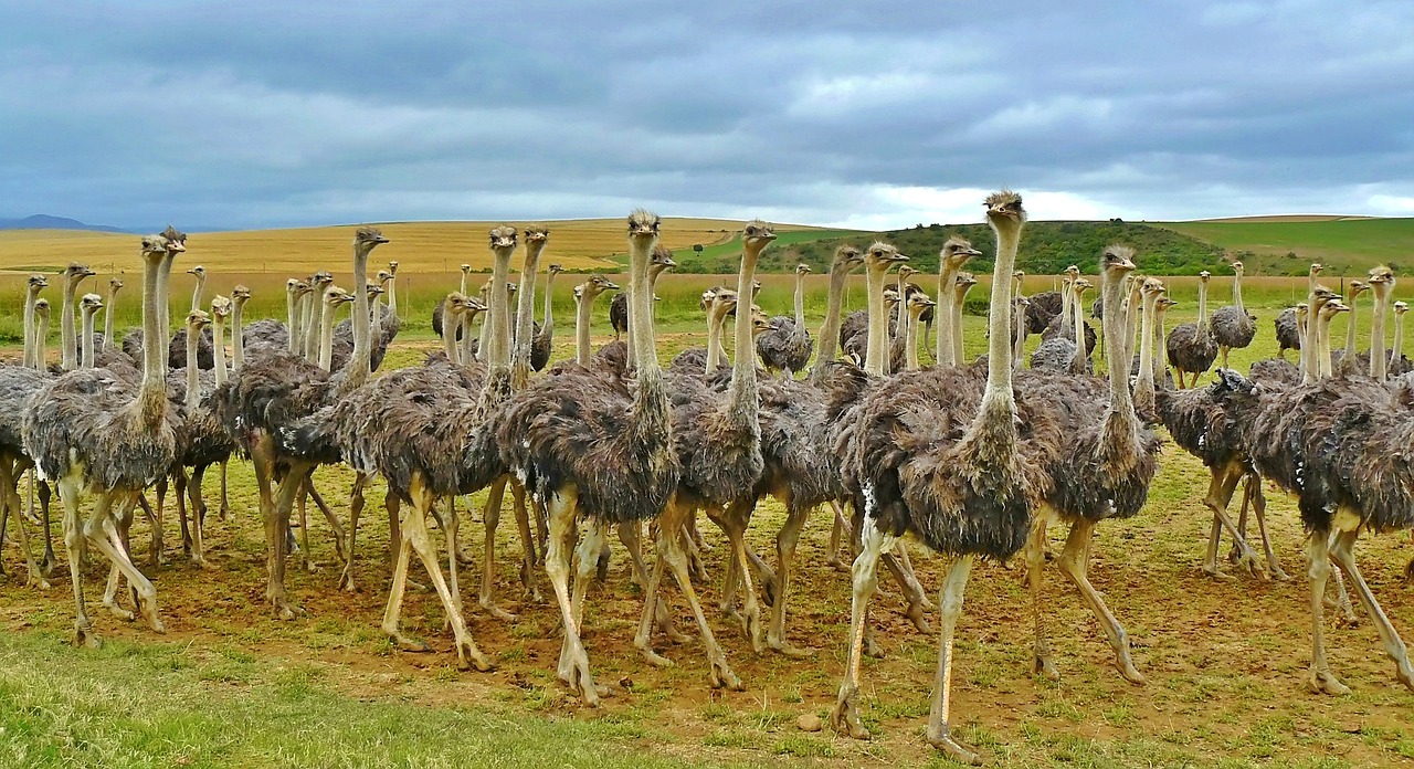 Building a Thriving Community: Engagement Strategies for Your Wildlife Blog