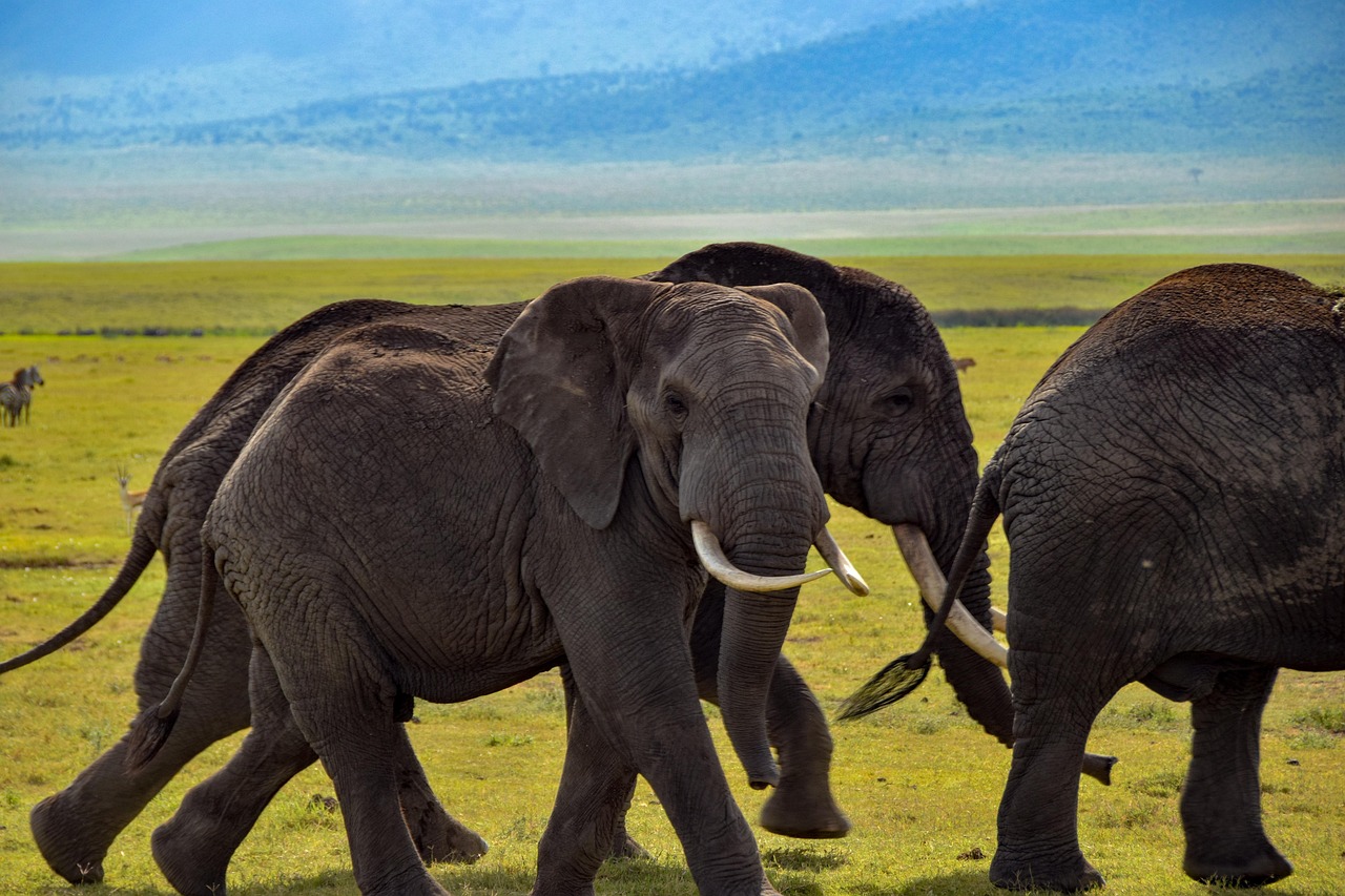 Crafting Impactful Narratives: Storytelling Techniques for Engaging Your Wildlife Audience