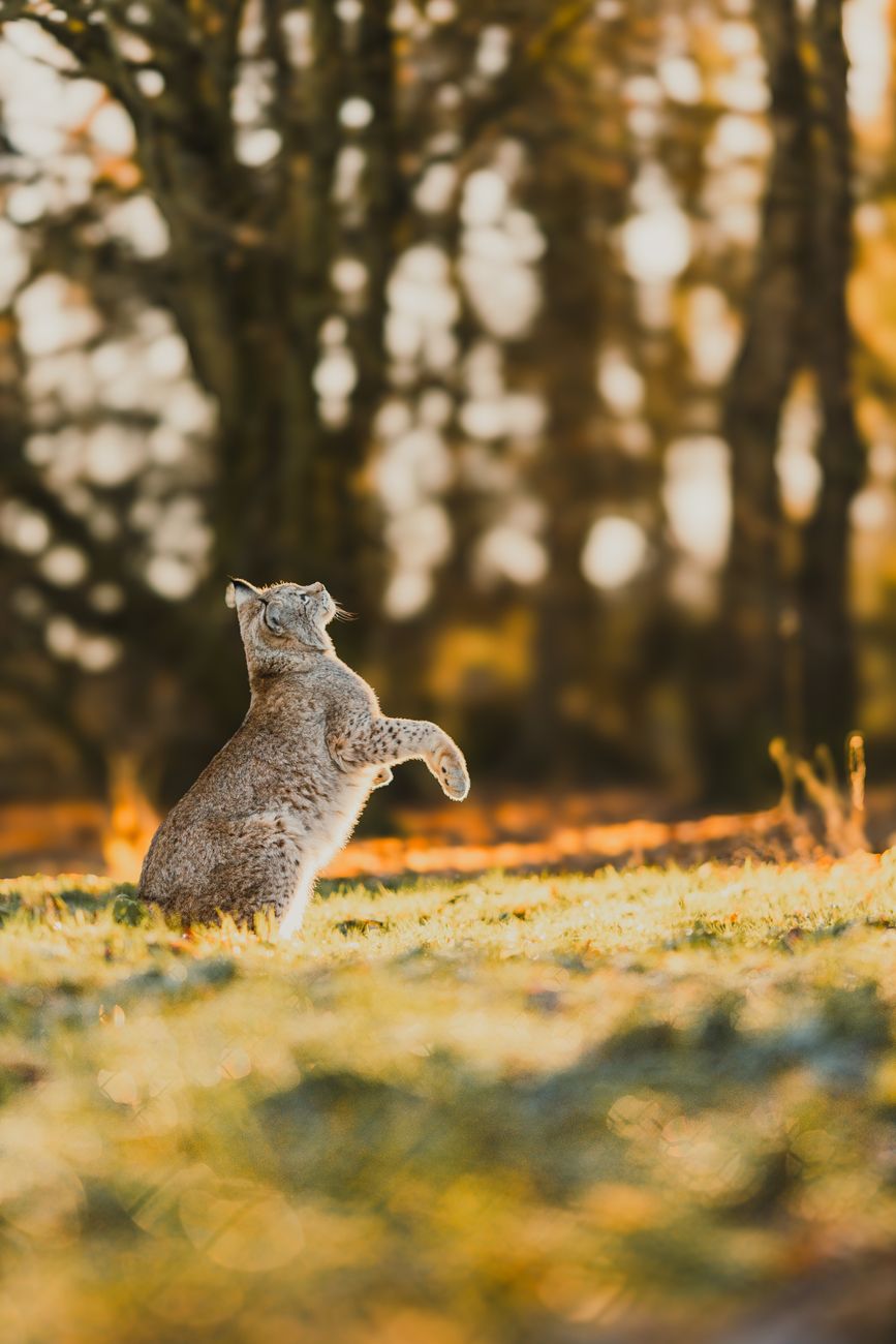 Mastering Wildlife Photography for Your Blog: Tips for Stunning Visuals and Ethical Storytelling